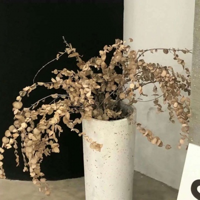 兽设萌新入门指南福瑞群